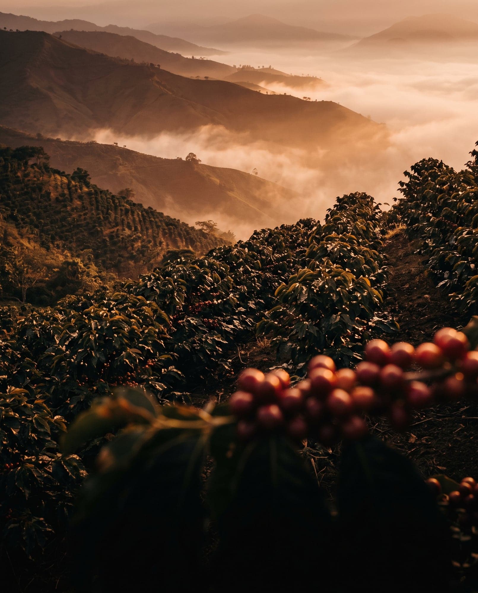 Laderas cafeteras de Huila cubiertas de niebla al amanecer.